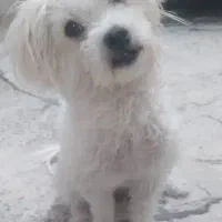 سگ پاکوتا گم شده