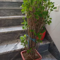 گل طبیعی|گل و گیاه طبیعی|بناب, |دیوار