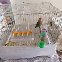 کوتوله برزیلی جفت مست اماده