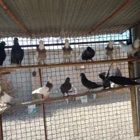 کفتر|پرنده|اردبیل, |دیوار