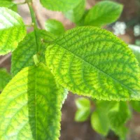 کارگر روزمزد