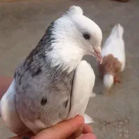 تعدادی طوقی دبال وکربلای و آلمانی پلاکی