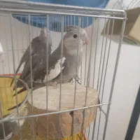ماده طوطی عروس