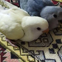 طوطی برزیلی دوماهه طوطی خوش رنگ 11ماهه. و7ماهه|پرنده|تهران, سجاد|دیوار