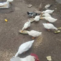 اردک