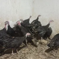 نیمچه بوقلمون