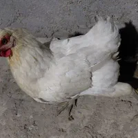 مرغ عربی  سفید محلی  کرک