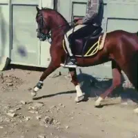 اسب نژاد کرد فول سواری