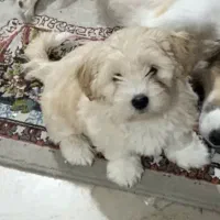 توله سگ شیتزو نژاد دار