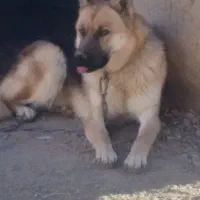 سگ ژرمن اصیل شناسنامه دار