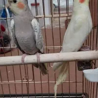 عروس هلندی|پرنده|گرمی, |دیوار