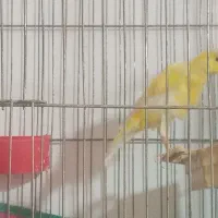 قناری ماده|پرنده|ارسنجان, |دیوار