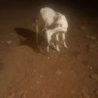 یک عدد بز زاییده دوقلو