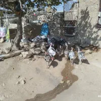 بوقلمون نر و ماده|پرنده|کوهدشت, |دیوار