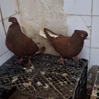 کفتر سرخ دم سفید