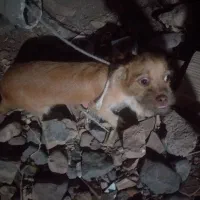 سگه تربیت شده