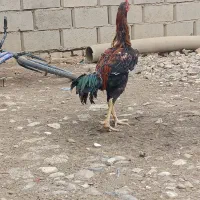 خروس لاری جوان