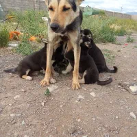 طوله گرگی|سگ|ماکو, |دیوار