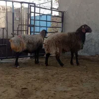 بره و میش چاق یک راس