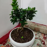 گل آپارتمانی