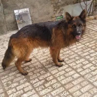 نر ژرمن شولاین