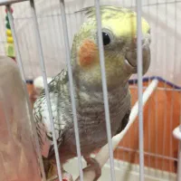 مرغ عشق پروانه ای و رنگین کمانی خاص و عروس هلندی|پرنده|سبزوار, شهرک جهاد|دیوار