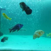 اکواریوم به همراه ماهی