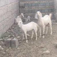 حیوانات