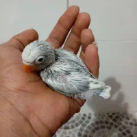 کوتوله سرلاکی مناسب دستی