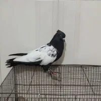 سینه ای نر|پرنده|یاسوج, |دیوار