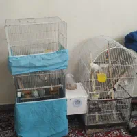 عروس هلندی مولد|پرنده|بجنورد, |دیوار