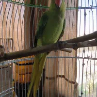 طوطی ملنگو ماده آماده (فروش و معاوضه)|پرنده|تهران, آرارات|دیوار