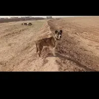 سلام سگ ماده