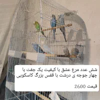 ده جفت مرغ عشق نژاد دار (حراج)|پرنده|پاوه, |دیوار