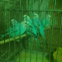 ۶تا مرغ عشق نر سالم  وعالی برای جفتگیریمرغ