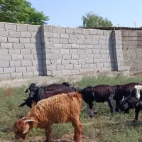 ۱۵راس نر بزغاله چاق  مخصوص  داشتی و. و. پروار|حیوانات مزرعه|گرگان, |دیوار