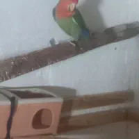 یک جفت طوطی برزیلی یک عروس هلندی نر