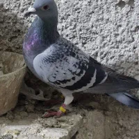 کبوتر پلاکی|حیوانات|کرمانشاه, |دیوار