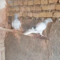 کبوتر دم سفید