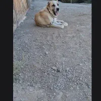 سگ گله|سگ|قم, زاویه|دیوار