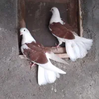 ۲عدد کبوتر بچه نژاد پشدار نوک کوچیک
