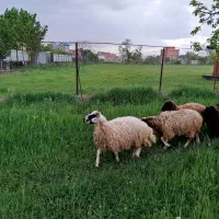 گوسفند فروشی