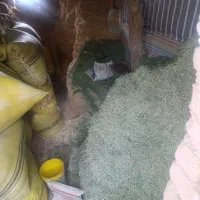 کاه درجه یک