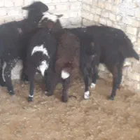 بره نر سبک پای پروار