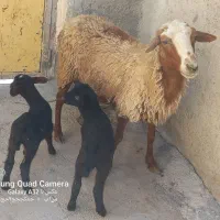 گوسفند بابره داشتی جوان شک|حیوانات مزرعه|کوزران, |دیوار