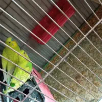 مرغ عشق با تخم|پرنده|شیراز, احمدآباد|دیوار