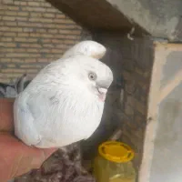 سه عدد سفید چشم و نوک سفید نوک ریز