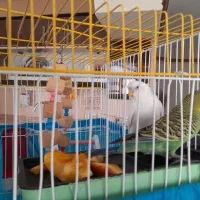 مرغ عشق نروماده وقفسه کامل|پرنده|سنندج, |دیوار