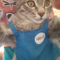 گربه|حیوانات|اصفهان, دارک|دیوار