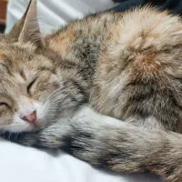 واگذاری بچه گربه دو ماه